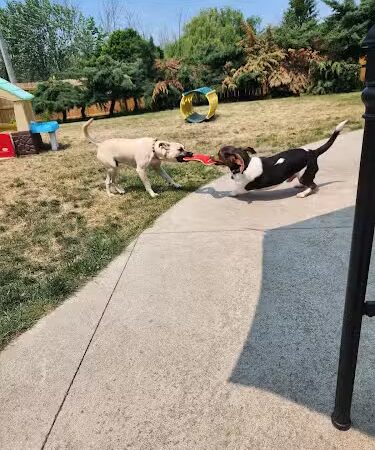K9 Barks N Brews - Hamburg, NY