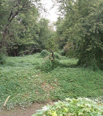 Montebello Nature Area - Hamilton, IL