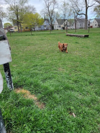 Riverside Dog Park - Hammond, IN