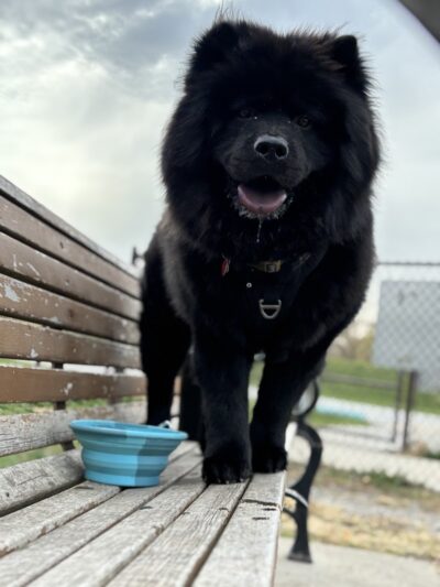 Riverside Dog Park - Hammond, IN