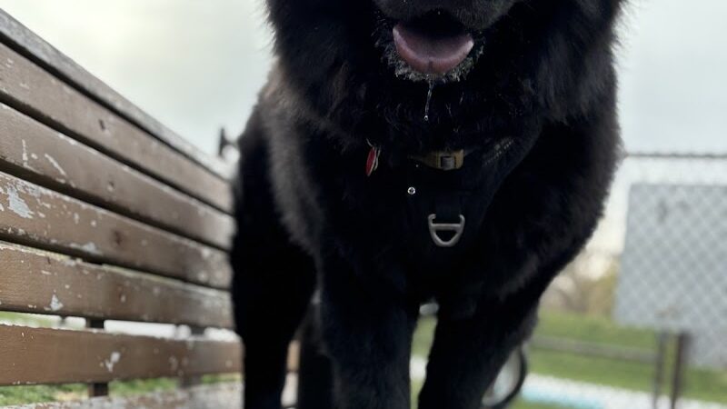 Riverside Dog Park - Hammond, IN