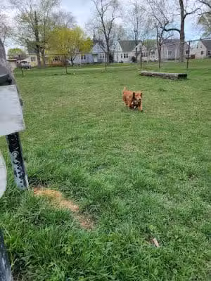 Riverside Dog Park - Hammond, IN