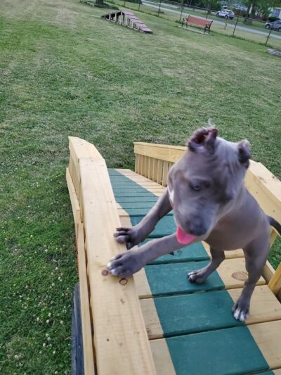 Riverside Dog Park - Hammond, IN