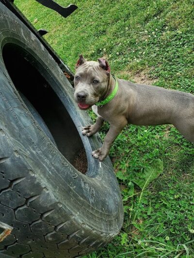 Riverside Dog Park - Hammond, IN