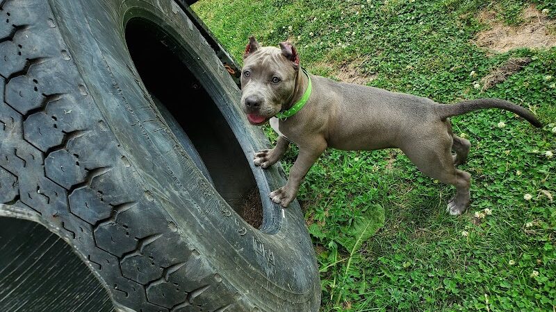 Riverside Dog Park - Hammond, IN