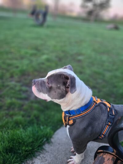 Riverside Dog Park - Hammond, IN