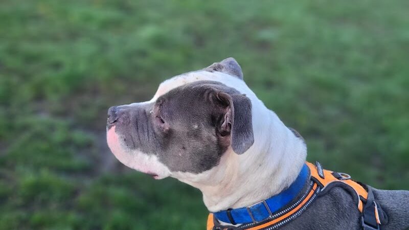 Riverside Dog Park - Hammond, IN