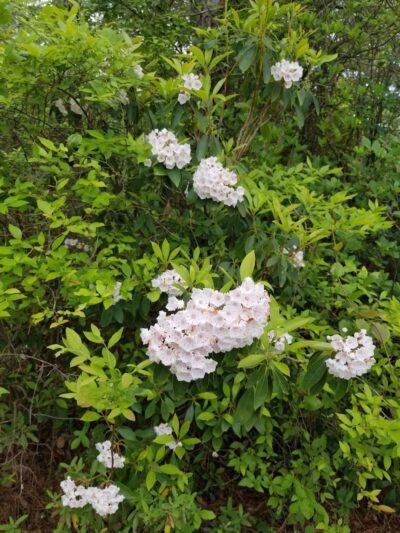 Blue Hole - Hammonton, NJ