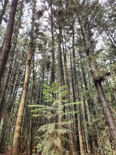 Winslow Fish and Wildlife Management Area - Hammonton, NJ