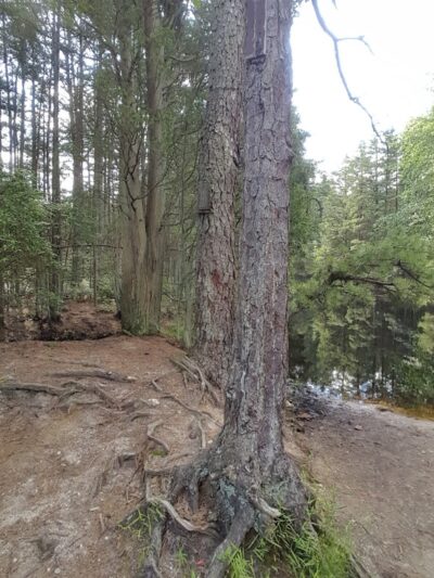 Winslow Fish and Wildlife Management Area - Hammonton, NJ