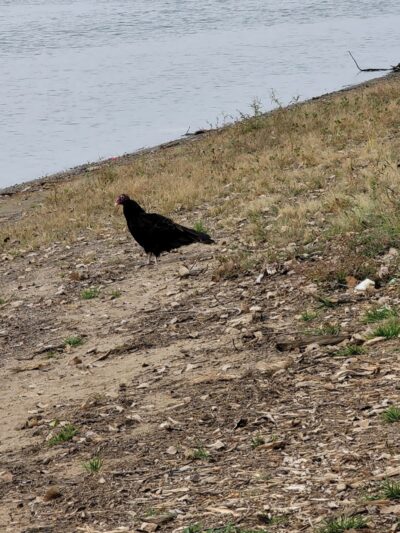 Empire Park - Hampton, IL