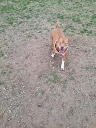 Hancock Dog Park - Hancock, MI