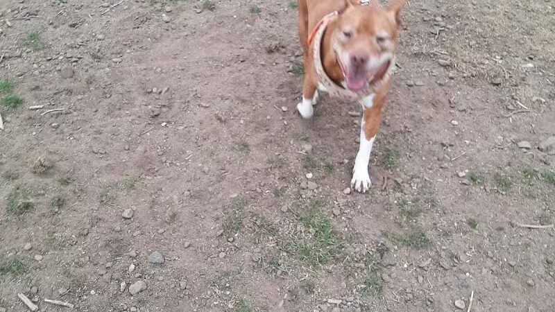 Hancock Dog Park - Hancock, MI