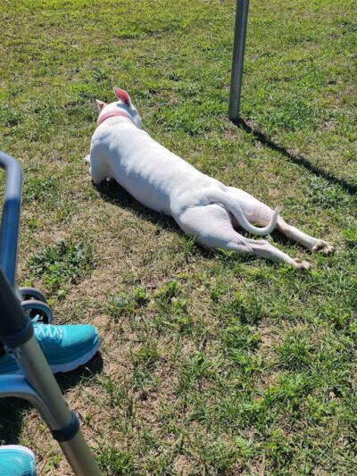 Hancock Dog Park - Hancock, MI