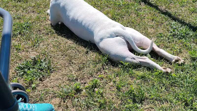 Hancock Dog Park - Hancock, MI