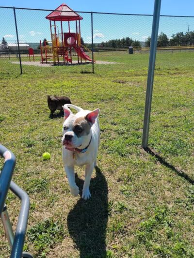 Hancock Dog Park - Hancock, MI