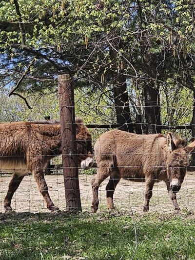 Wildlife Prairie Park - Hanna City, IL