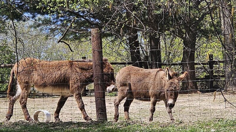 Wildlife Prairie Park - Hanna City, IL