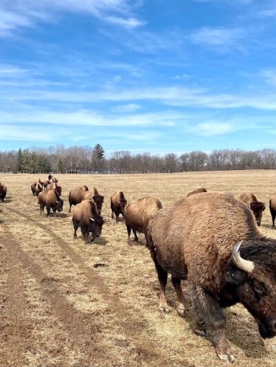Wildlife Prairie Park - Hanna City, IL