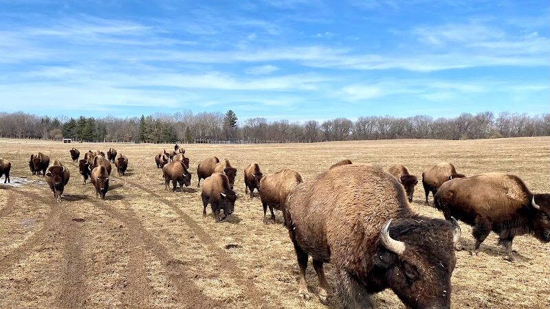 Wildlife Prairie Park - Hanna City, IL