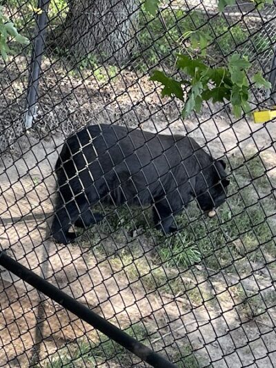 Wildlife Prairie Park - Hanna City, IL