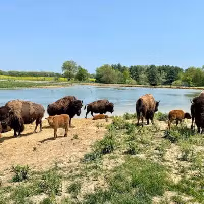 Wildlife Prairie Park - Hanna City, IL