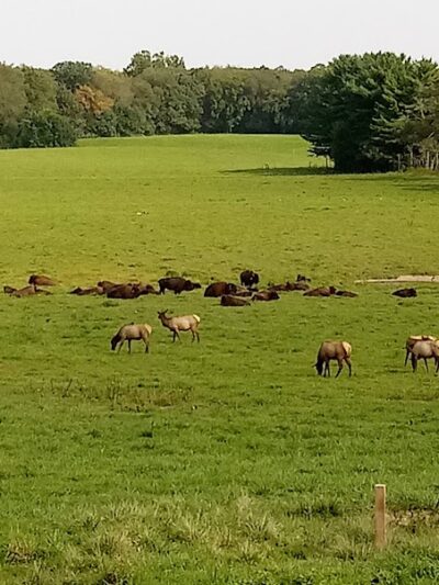 Wildlife Prairie Park - Hanna City, IL