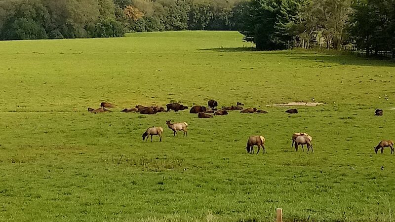 Wildlife Prairie Park - Hanna City, IL