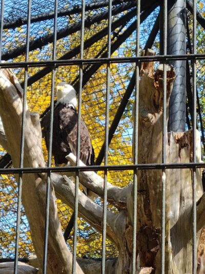 Wildlife Prairie Park - Hanna City, IL