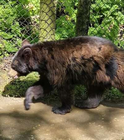 Wildlife Prairie Park - Hanna City, IL