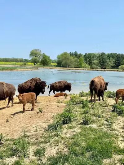 Wildlife Prairie Park - Hanna City, IL