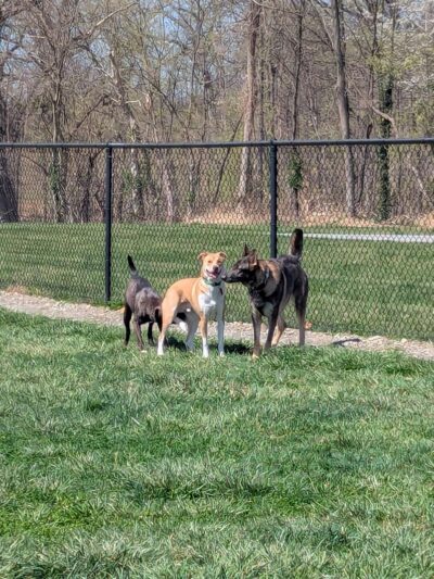 Sam Michael’s Dog Park - Harpers Ferry, WV
