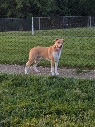 Sam Michael’s Dog Park - Harpers Ferry, WV