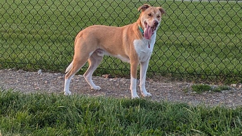 Sam Michael’s Dog Park - Harpers Ferry, WV