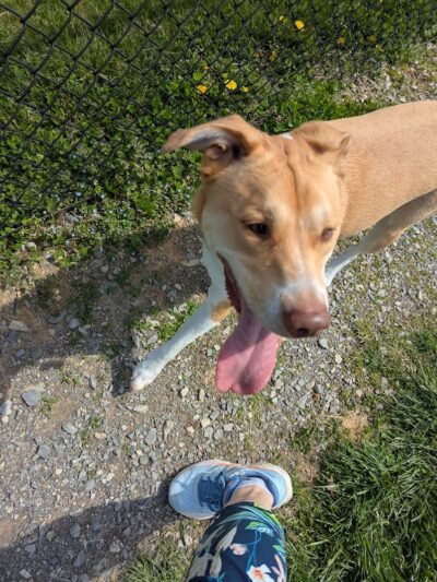 Sam Michael’s Dog Park - Harpers Ferry, WV