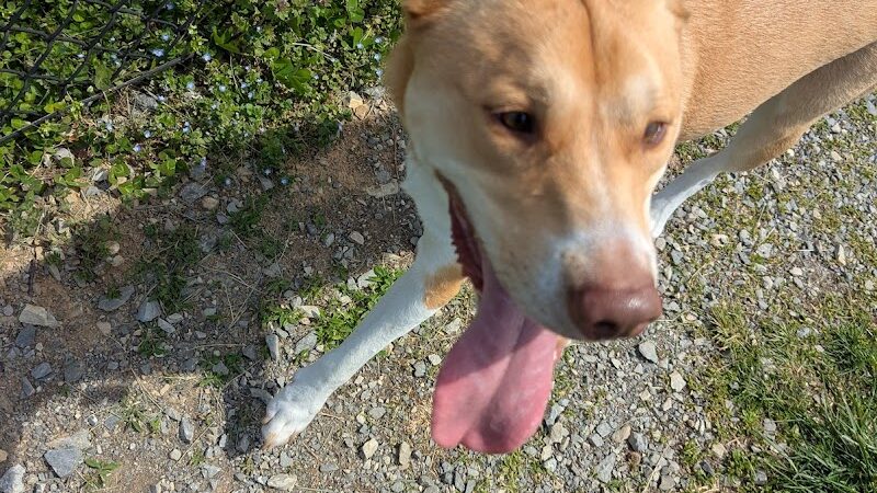 Sam Michael’s Dog Park - Harpers Ferry, WV