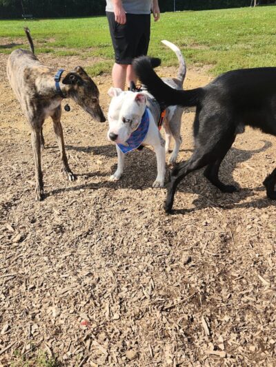Sam Michael’s Dog Park - Harpers Ferry, WV