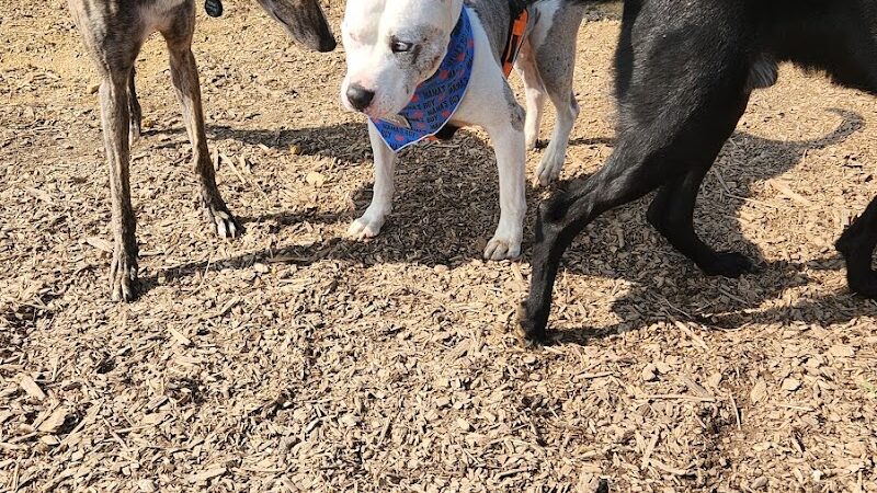 Sam Michael’s Dog Park - Harpers Ferry, WV