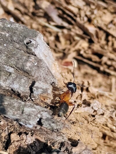 Sam Michael’s Dog Park - Harpers Ferry, WV