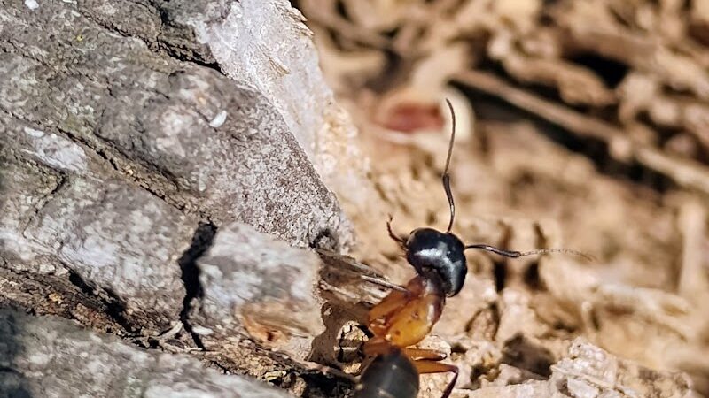 Sam Michael’s Dog Park - Harpers Ferry, WV