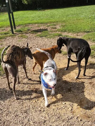 Sam Michael’s Dog Park - Harpers Ferry, WV