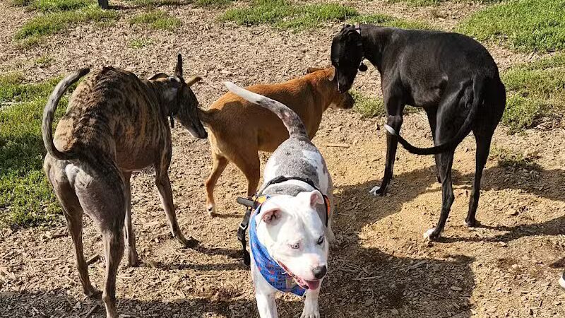 Sam Michael’s Dog Park - Harpers Ferry, WV