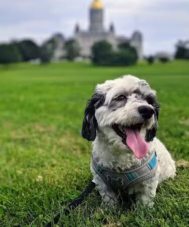 Bushnell Park Carousel - Hartford, CT
