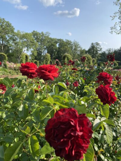 Elizabeth Park Rose Garden - Hartford, CT