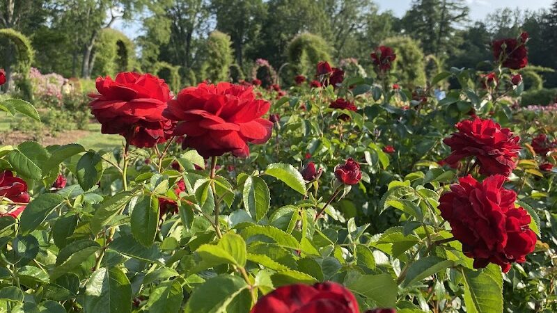 Elizabeth Park Rose Garden - Hartford, CT