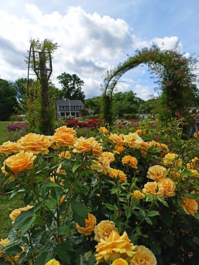 Elizabeth Park Rose Garden - Hartford, CT