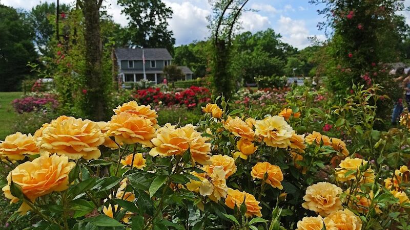 Elizabeth Park Rose Garden - Hartford, CT