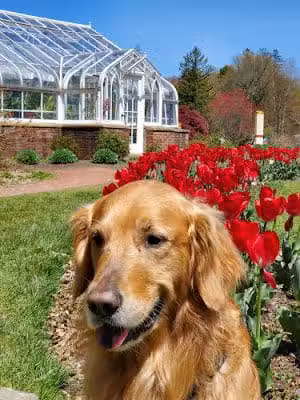 Elizabeth Park Rose Garden - Hartford, CT