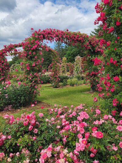 Elizabeth Park Rose Garden - Hartford, CT
