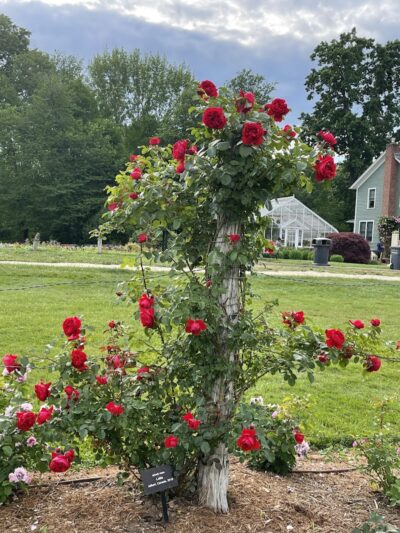 Elizabeth Park Rose Garden - Hartford, CT